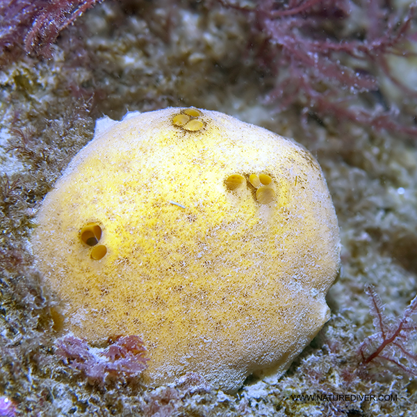 Photo of Suberites concinnus by <a href="http://www.naturediver.com">Derek Holzapfel</a>